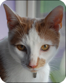 George (Hypnosetherapeut) cat